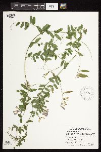 Vicia americana image