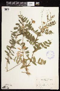 Vicia americana image