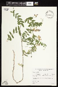 Vicia americana image