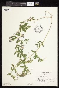 Vicia americana image