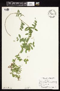 Vicia americana image
