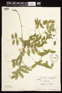 Vicia americana image