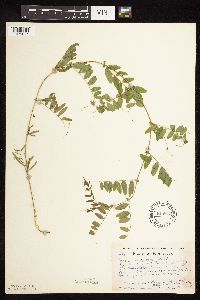 Vicia americana image
