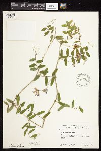 Vicia americana image