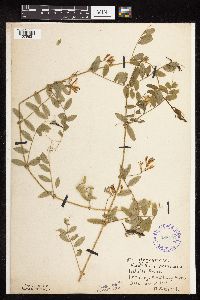 Vicia americana image