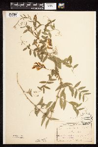 Vicia americana image