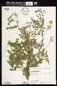 Vicia americana image