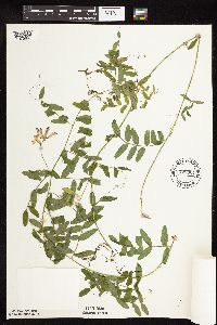 Vicia americana image