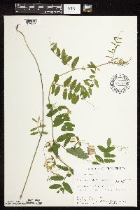 Vicia americana image