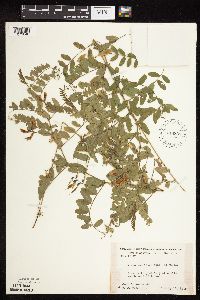 Vicia americana image