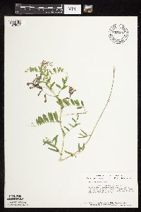 Vicia americana image