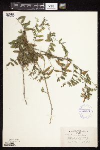 Vicia americana image