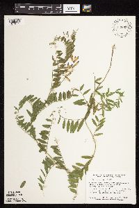 Vicia americana image