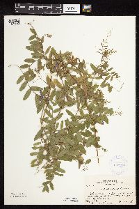 Vicia americana image