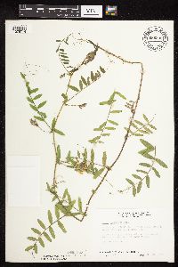 Vicia americana image