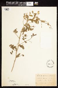 Vicia americana image