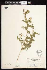 Vicia americana image