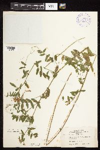 Vicia americana image