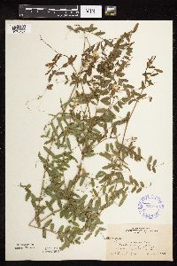 Vicia americana image