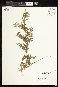 Vicia americana image