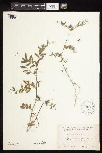 Vicia americana image