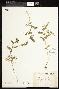 Vicia americana image