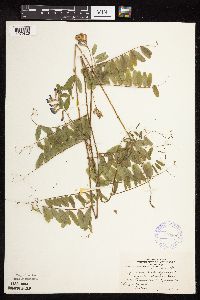 Image Associated With the Occurrence