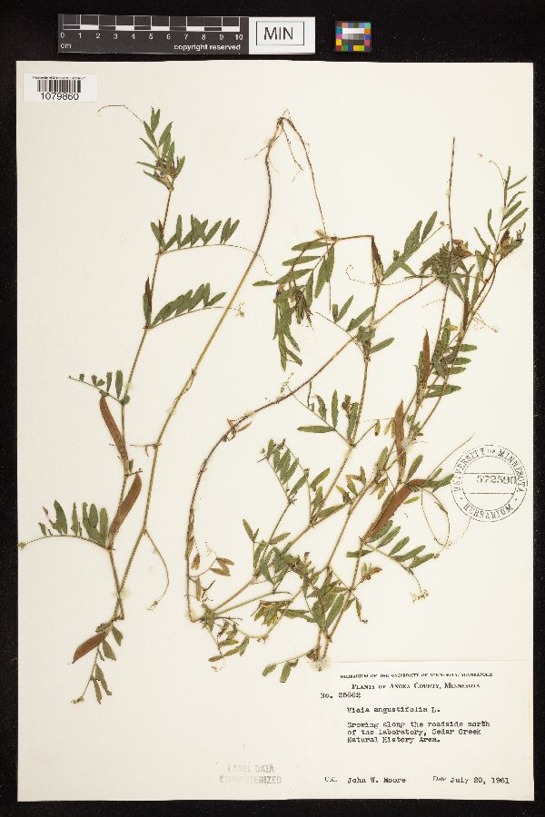 Vicia sativa subsp. nigra image