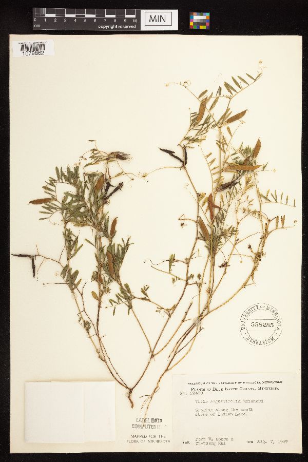 Vicia sativa image