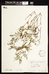 Image Associated With the Occurrence