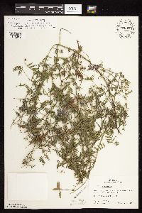 Media resource of Vicia cracca
