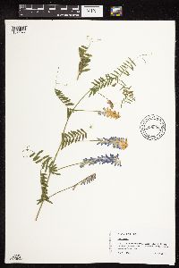 Image Associated With the Occurrence