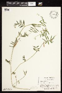 Vicia sativa image