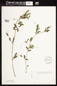 Vicia sativa image