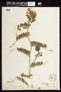 Vicia sativa image