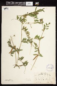 Vicia sativa image