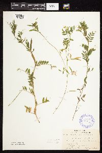 Vicia sativa image