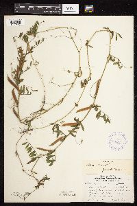 Vicia sativa image