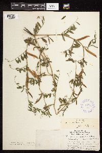 Vicia sativa image