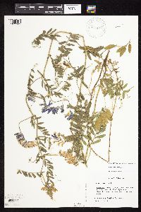 Image Associated With the Occurrence