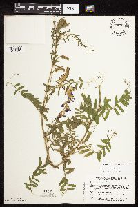 Image Associated With the Occurrence