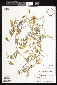 Image Associated With the Occurrence