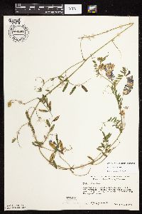 Image Associated With the Occurrence