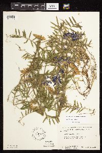 Image Associated With the Occurrence