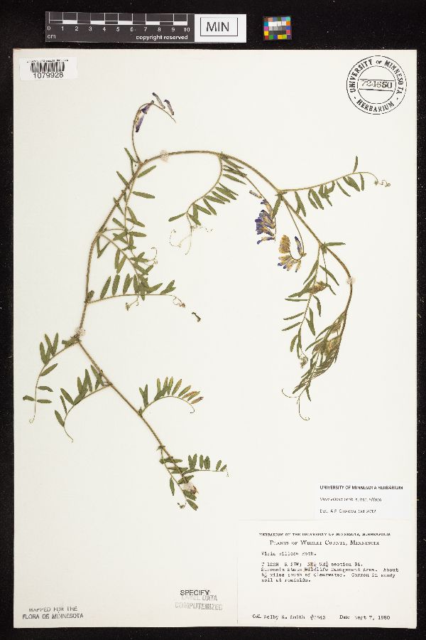 Vicia villosa subsp. villosa image