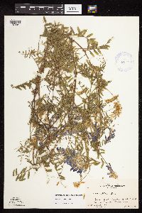 Image Associated With the Occurrence