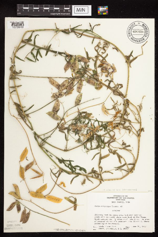 Vicia villosa subsp. varia image