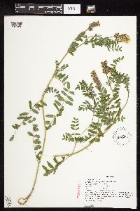 Astragalus cicer image