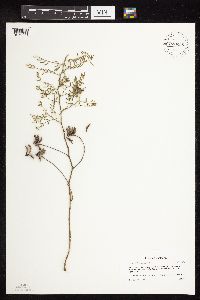 Astragalus flexuosus image