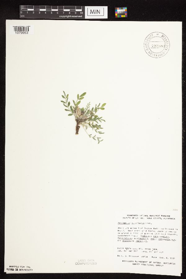 Astragalus lotiflorus image
